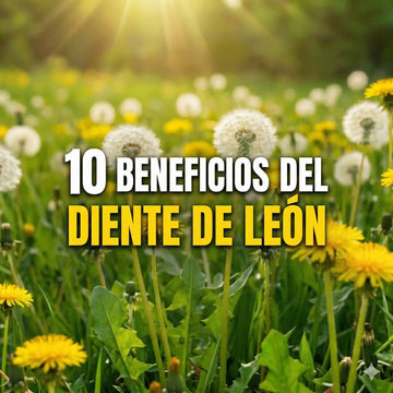 10 Beneficios del diente de León